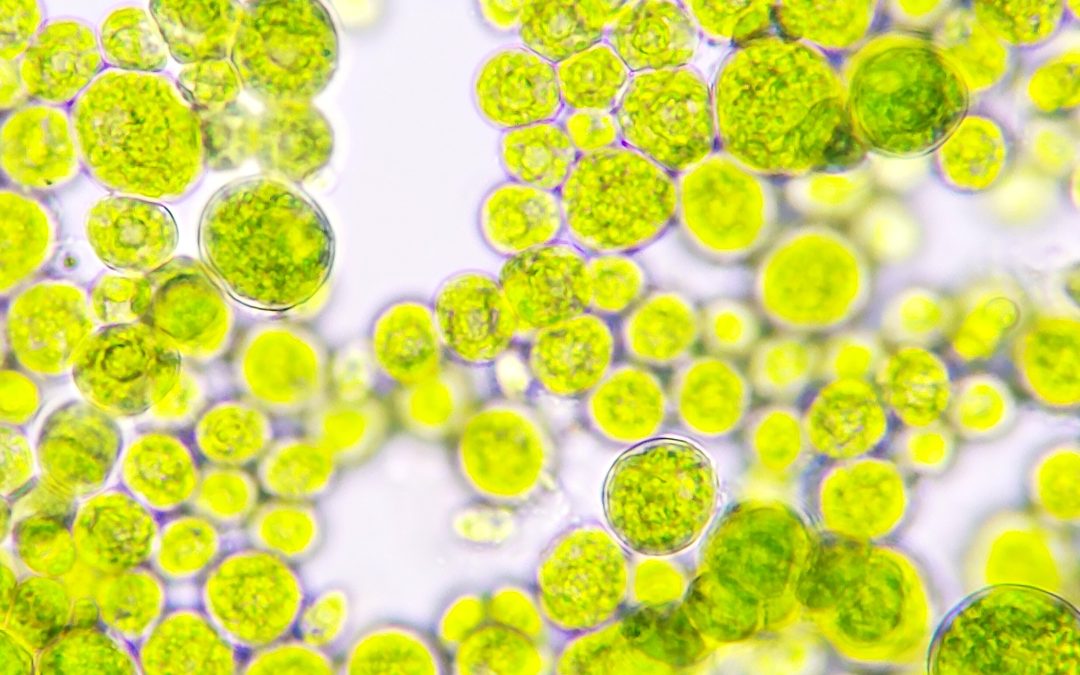 Algae Protein: Why it’s Emerging as a Key Ingredient in Sustainable Nutrition